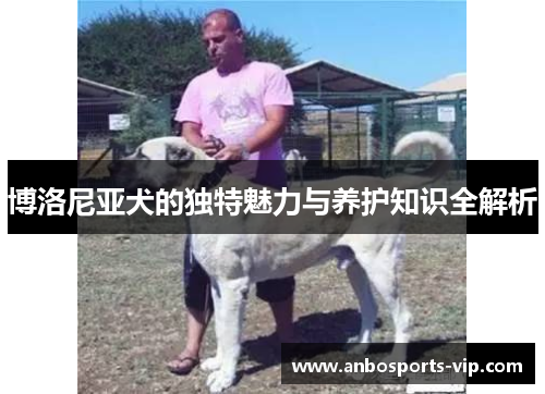 博洛尼亚犬的独特魅力与养护知识全解析